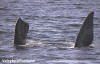 Portland - Whales 